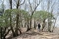 【首都圏近郊】まだ間に合うお花見登山「西丹沢・畦ヶ丸山」は桜だけじゃない欲張りプランを楽しめるんです！の画像015