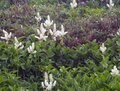 【山形県米沢市・天元台高原】吾妻連峰の百名山「西吾妻山」は ”天空のお花の宝庫”　入山には「天元台スキー場」のロープウェイ利用が最適！の画像007