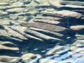 雪を頂くモンテ・ローザ山脈の絶景を望み「白い湖」と「暗い湖」をめぐる！ 「アヴィック山自然公園」の登山道（後編）【ブーツの国の街角で vol.29】の画像015