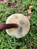 【アウトドア豆知識】信じたら危ない「毒キノコの見分け方」にまつわるエトセトラの画像003