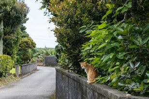 『Dr.コトー診療所』のロケ地も！「日本最西端のマヤーぐゎー」集落は角を曲がるごとに島猫に出会うほどの猫密度！ “ちむどんどん”しながら集落を散歩【琉球島猫百景 vol.13／沖縄県与那国島】