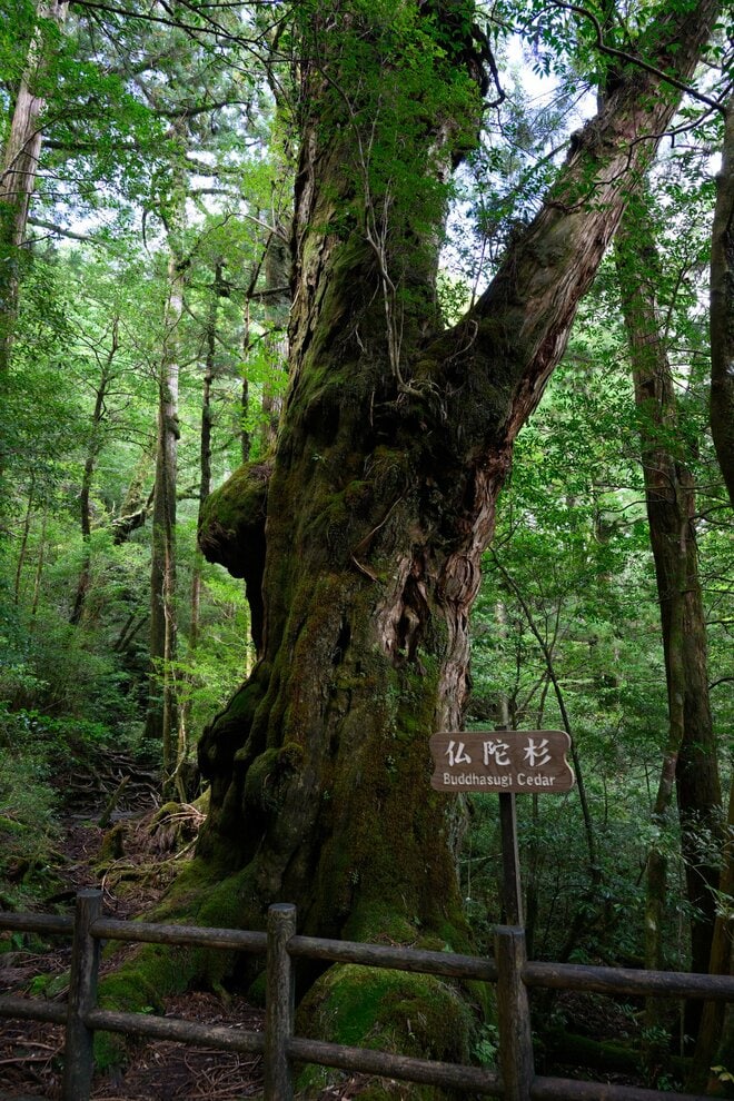 【世界自然遺産・屋久島】樹齢1800年「仏陀杉」に会いに行く！「ヤクスギランド」の吊り橋とエメラルドグリーンの清流を巡る1時間20分ライトトレッキングの画像011