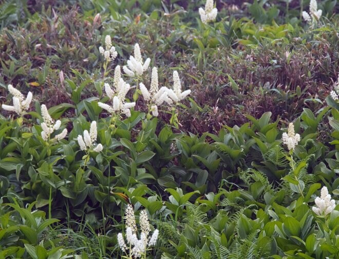 【山形県米沢市・天元台高原】吾妻連峰の百名山「西吾妻山」は ”天空のお花の宝庫”　入山には「天元台スキー場」のロープウェイ利用が最適！の画像007