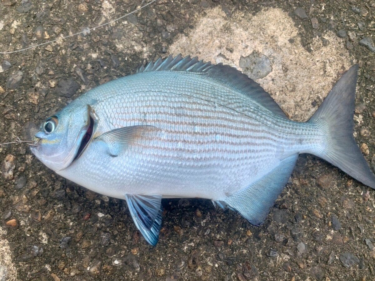 磯釣り 外道中の外道 不名誉すぎる異名の 嫌われ魚 イスズミを 3種の調理法で食べてみた結果 とは アクティビティ ニュース Bravo Mountain