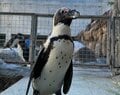 おっとり＆ヨチヨチでも… 実は活発「ペンギンのケンカ」 気性と“武器”とは！  長崎ペンギン水族館に聞きました【かわいいだけじゃない？ ペンギンの生態vol.3】の画像001