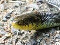 日本の山で見かける野生動物たち「あなたはどの動物にあったことがありますか？」 山の妖精オコジョから毒ヘビまでの画像007