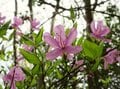 長野県『信州の里山・総選挙！冬山編』第1位！「霧訪山」は春から初夏にはカタクリやニリンソウの群生 “お花畑トレッキング” がおすすめ【塩尻市・辰野町】の画像009