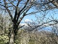 富士山＆相模湾「兄弟の山」からの絶景！  百名山・天城山「シャクナゲコース」4時間半の登山レポの画像002