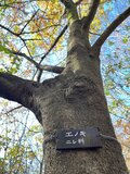 【萌え・コアラ顔にキュン！ 】坊主めくり？ 神経衰弱？ 「 思わず熱くなる真冬の昆虫探し」葉っぱをめくって寒さを吹き飛ばせ！の画像006