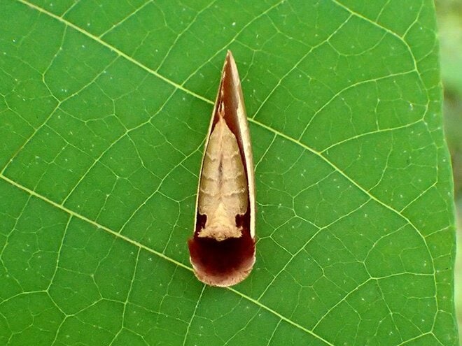 夏に見られる「動く落ち葉」の正体。驚くべき虫たちの隠れ身の術【あなたのすぐそばにいる「季節の虫」の探し方 vol.8】の画像001