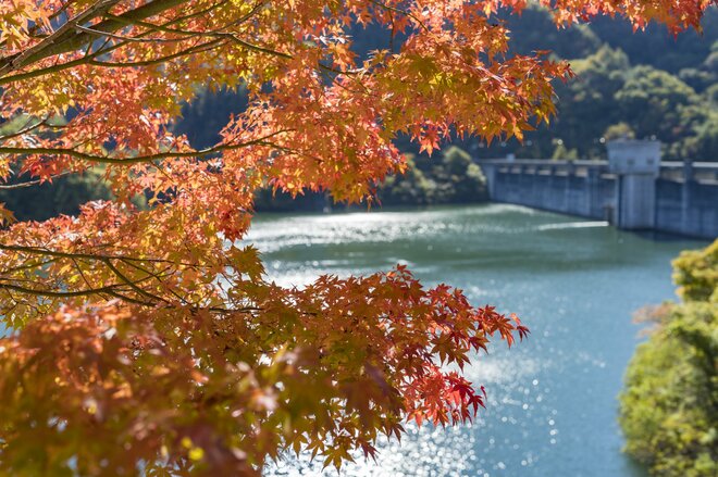 【3年連続】「全国No.1の紅葉スポット」鮮やかに染まる“もみじ湖”と“もみじのトンネル”《長野県・箕輪町》2022年の画像003