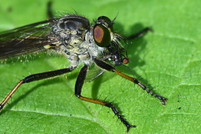 道端で獲物を狙うこの顔に注目！  “亀仙人似のイケオジ“ スズメバチも襲う「最強昆虫」の噂は都市伝説？  意外なほど弱者だった真実に迫る 【東京都 2025年】の画像004