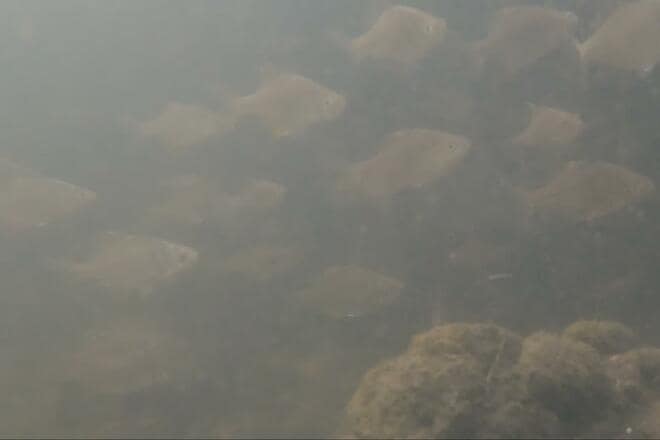 「これって、在来種？」十数年ぶり“再会”に胸アツ！ 霞ヶ浦での「寒タナゴ釣り」大正解のポイント変更からの、意外な「水中カメラ」が捉えた魚影とは！の画像010