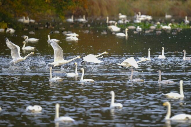 圧巻！ 城下町 鶴岡で色鮮やかに輝く里山をバックに4,000羽のハクチョウが空を舞う「地球温暖化で生まれた水鳥の楽園」を訪ねる 【山形県】2025年の画像004