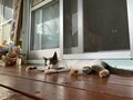 愛くるしい猫たちは高い透明度を誇るパナリ島の海のようだった【琉球島猫百景 vol.19「八重山の離島の猫たち」沖縄県／新城島＆小浜島】の画像003