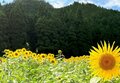 真夏の絶景「ひまわり畑」スポット3選！  季節限定の “プラスワン” と一緒に楽しみたい＆神戸から2時間半以内アクセスで厳選！の画像004