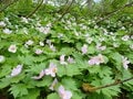 【花の百名山】固有種の花を見るために、林道ゲートオープンと共に夕張岳へ！  2025年・北海道の画像002