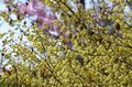 【花巡り】南関東最大級の「カタクリの群生地」で紫色のじゅうたんと早春の花を満喫！  “数万株に一つの貴重なシロバナカタクリも”【神奈川県 2025年】の画像010