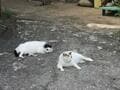 乗船35分で猫まみれ！  猫好きの楽園・北九州の離島「藍島」で出会える可愛らしい猫たちと「猫島」観光スポットの画像002