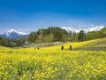 【ゴールデンウィーク】菜の花畑の奥に北アルプスがそびえる絶景！ 程よく賑わう穴場的なお花見スポット！  中山高原・長野県大町市 2022の画像003