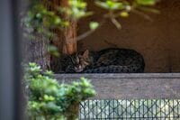 2.22（にゃんにゃんにゃんの日）「野生のヤマネコが暮らす、国境の島」へ【琉球島猫百景〈特別編〉長崎県・対馬】