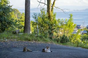 アート、ときどき島猫。直島・犬島・小豆島【「瀬戸内トリエンニャーレな旅（後編）」琉球島猫百景 vol.22〈特別編〉】