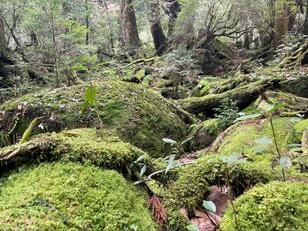 「一生に一度は行きたい島」の「何度でも訪れたい場所」レポ！  縄文杉に行かない「屋久島」の絶景『もののけ姫』ゆかり「白谷雲水峡」の「幻想的すぎる」原生林の世界
