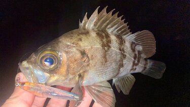 大流行中の釣り メバルプラッギング 釣果を左右するのは プラグの選択 種類や特徴とは アクティビティ ニュース Bravo Mountain