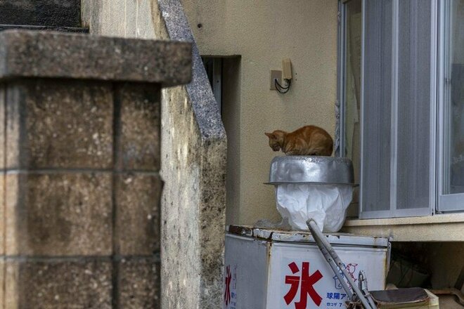 「小満芒種（スーマンボース）の猫島散歩」あちこちに聖地や御嶽が点在する特別な島の猫たちは、沖縄の神々と連絡を取り合っているのか……【琉球島猫百景 vol.15／沖縄県南城市知念】の画像007