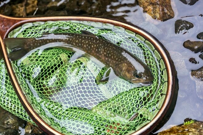 「もっと早く来ればよかった！」高活性の良型ヤマメに笑顔が溢れて！ 関東一の清流・神流川【予約制】“毛ばり釣り専用区” 群馬県上野村の画像008