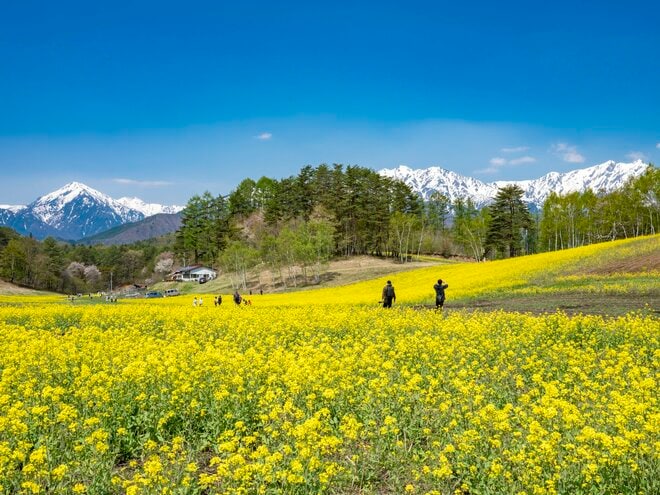 【ゴールデンウィーク】菜の花畑の奥に北アルプスがそびえる絶景！ 程よく賑わう穴場的なお花見スポット！  中山高原・長野県大町市 2022の画像003