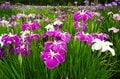 令和の梅雨に咲く江戸情緒 東京23区内で楽しむ「花菖蒲」鑑賞スポット「堀切菖蒲園」「水元公園」「しょうぶ沼公園」【東京都・葛飾区/足立区】の画像011