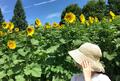 夏空のブルーに映えるヒマワリの花！  名古屋駅から約1時間でアクセスOK「絶景・ひまわり畑」3選！  日本最大級＆名物スイーツもの画像003