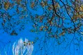 紅葉の季節！ 香りに誘われて見上げた空「お菓子のような甘い匂いのハートの葉」の正体は？の画像004