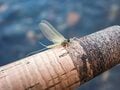 「日本一の川の上流は透け透けの透明度！」魚影濃し！ライズの謎解きに一喜一憂【渓流釣り】千曲川の画像002