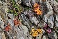 この秋に行きたい！ 至極の紅葉登山【第4回】錦秋に染まる越後の名峰「越後駒ヶ岳」「巻機山」、一ノ倉沢の大岩壁「谷川岳」絶景紅葉の画像004
