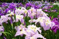 梅雨空の絶景！  東京23区に咲く花菖蒲の4名所「堀切菖蒲園」「水元公園」「小岩菖蒲園」「しょうぶ沼公園」で江戸の風流を感じる【東京都・葛飾区/江戸川区/足立区】の画像002