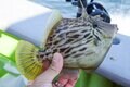 「船釣り」デビュー前に… 押さえておきたい「4つの不安解消ポイント」の画像002