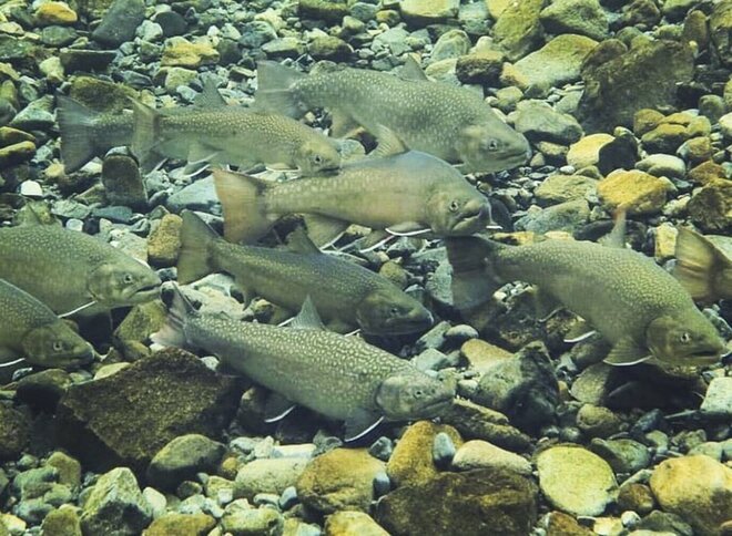 「渓流魚たちがいなくなる前にできることを」 持続できる釣り場環境のために！ 奥只見“人工産卵床造成”参加レポート【2023年・新潟県魚沼市】の画像003
