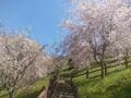 絶景でおなじみ「仁淀川」の秘境「桜＆ハナモモ」お花見スポット！  高知在住ライターが教える「一度は見たい春の情景」美しい里山＆集落の画像004