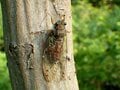 「カナカナ」はヒグラシ、「シャアシャア」はクマゼミ！  セミを鳴き声で識別する方法【あなたのすぐそばにいる「季節の虫」の探し方 vol.20】の画像005