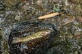 【渓流釣り】北信濃の山奥で源流フライフィッシング！ 「美しい渓で天然イワナに出会う夏」 長野県・栄村の画像002