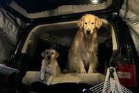 【車中泊】日本初 “海外型モール” って？  話題の施設「ワタワン」はペットにやさしい休日スポットだった！  RVパークにも泊まってみた！