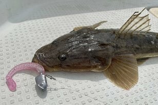 コスパ最強で大人気！  ダイソーのルアー「シャッドテールワーム」でボートマゴチに挑戦！  釣果はいかに？