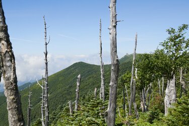 富士山M30号大判90✖️60白富士神々しく荘厳な迫力金運勝負師L.hisert 今更ながらレポw】富士登山競走①馬返しまで～ | 走ったろう