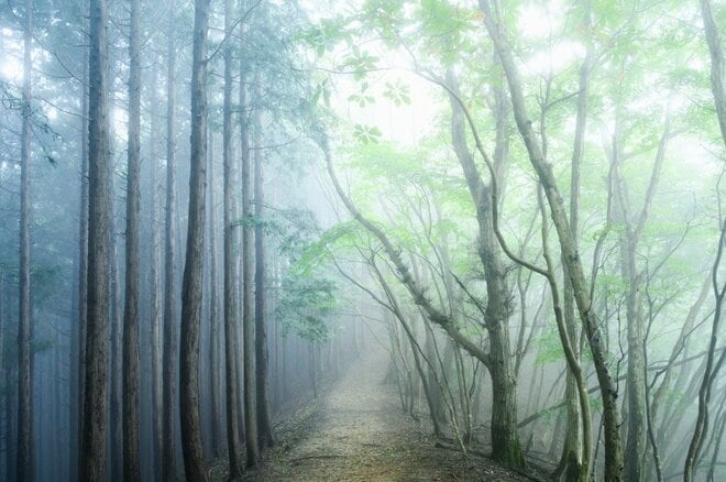 「初秋の飯能アルプス」霧に包まれた森で撮影を楽しむ【自然と写真を楽しむ日々 vol.3】の画像004