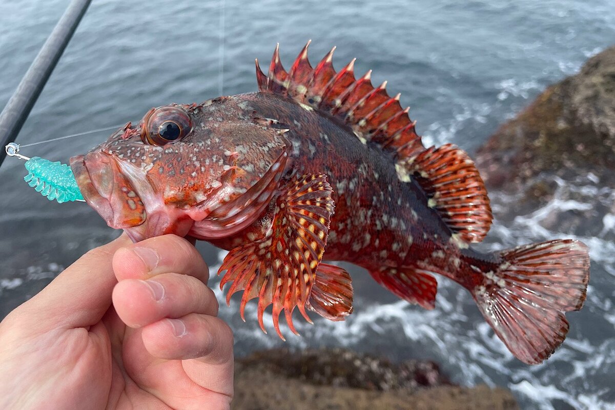 海のルアー釣り 入門なら カサゴ狙い がおすすめ 揃えておきたいギアと 最適タックル とは 概要 アクティビティ ニュース Bravo Mountain