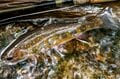 本州で釣れるのは日光・湯川だけ！「フライフィッシングの聖地」で狙うブルックトラウトの画像010