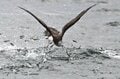 「略奪バトル・集団攻撃なんでもあり！？」  跳ねるイワシの大群に突っ込む海鳥！  レアでカオスな状況に遭遇した 【三浦半島】2024年の画像006