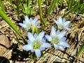 「北アルプス屈指の花の名山へ」 初夏に歩く朝日岳・雪倉岳 1泊2日の山旅【日本で山登りはじめました vol.7】の画像001